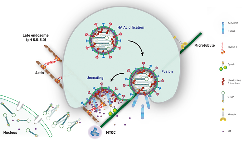 Vergr?sserte Ansicht: Das Schema zeigt, wie das Grippe-Virus in einem Bläschen in die Nähe des Zellkerns gelangt, mit Hilfe des Abfallsystems und der Bindung an das Enzym HDAC6 sein Kapsid (grüne Kügelchen) öffnen lässt und schliesslich seine Gene in den Zellkern (unten links) einschleust. (Grafik: aus Banerjee et al., 2014)
